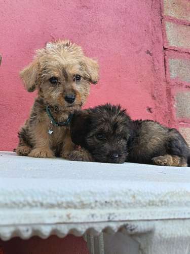 Hembra y macho poodle  - Imagen 2