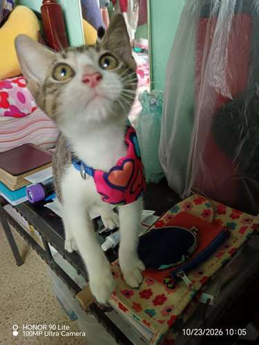 Niño en Adopción 
