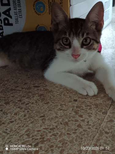 Niño en Adopción 
