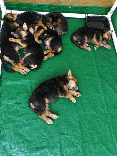 Cachorros Pastor Alemán – 4 Machos y 3 Hembras – Vacunados. - Imagen 4