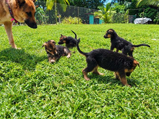 Cachorros Pastor Alemán – 4 Machos y 3 Hembras – Vacunados.