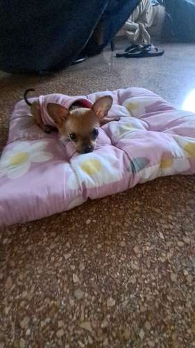 Chihuahua mini toy , nacida el 6 de Sept.2026