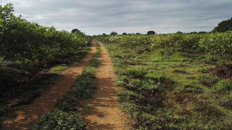 Venta terreno en Los Santos - uso agrícola y pecuario | uVIK-27-67 - Imagen 5