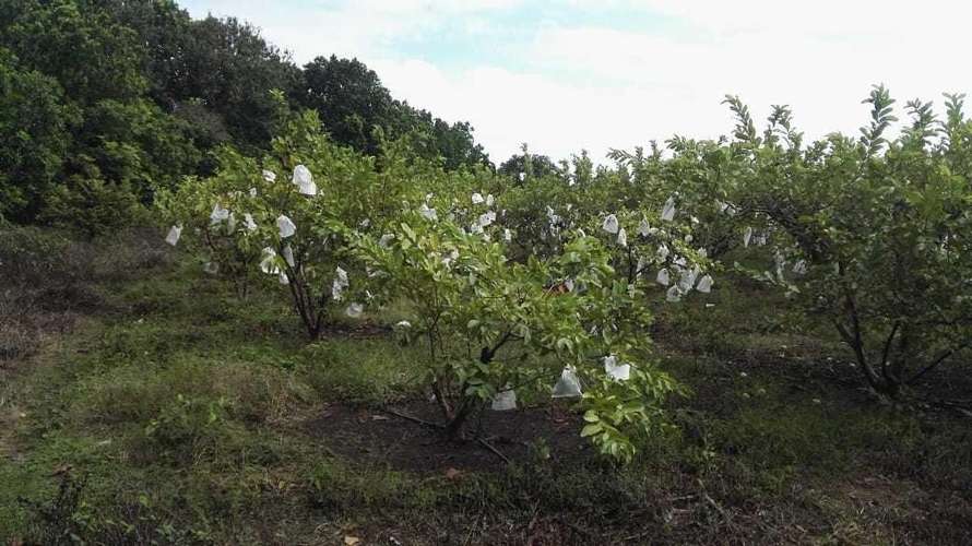 Venta terreno en Los Santos - uso agrícola y pecuario | uVIK-27-67 - Imagen 10
