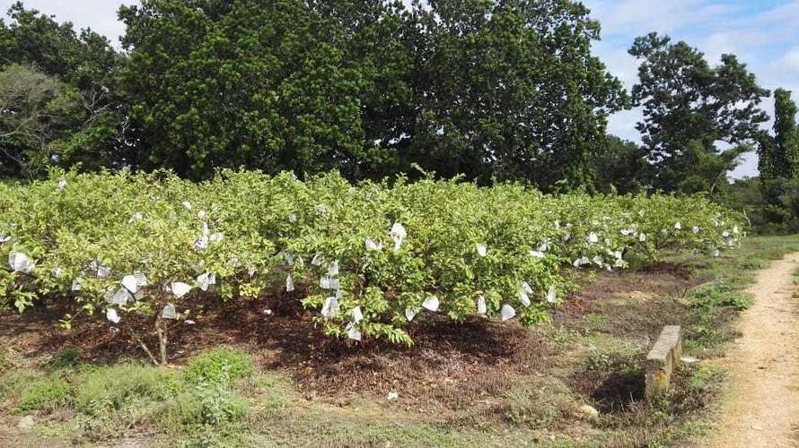 Venta terreno en Los Santos - uso agrícola y pecuario | uVIK-27-67 - Imagen 4
