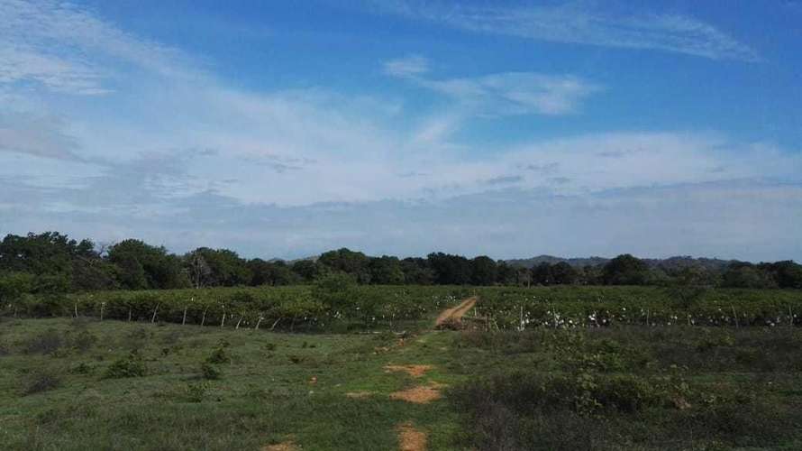 Venta terreno en Los Santos - uso agrícola y pecuario | uVIK-27-67 - Imagen 6