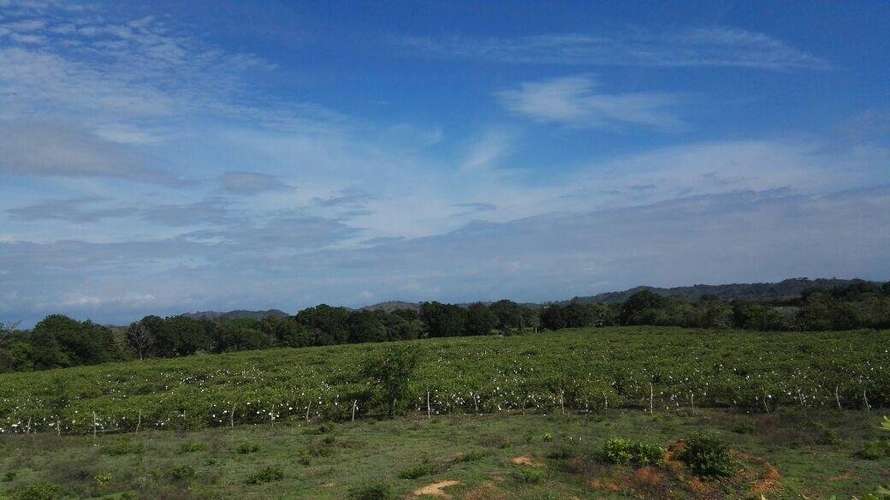 Venta terreno en Los Santos - uso agrícola y pecuario | uVIK-27-67 - Imagen 8