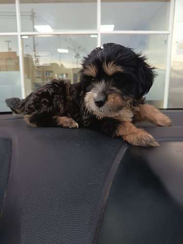 Maltipoo hembra y macho - Imagen 3