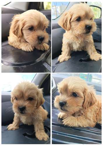 Maltipoo macho