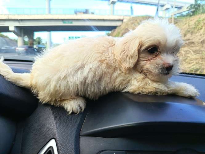 Maltipoo macho - Imagen 2