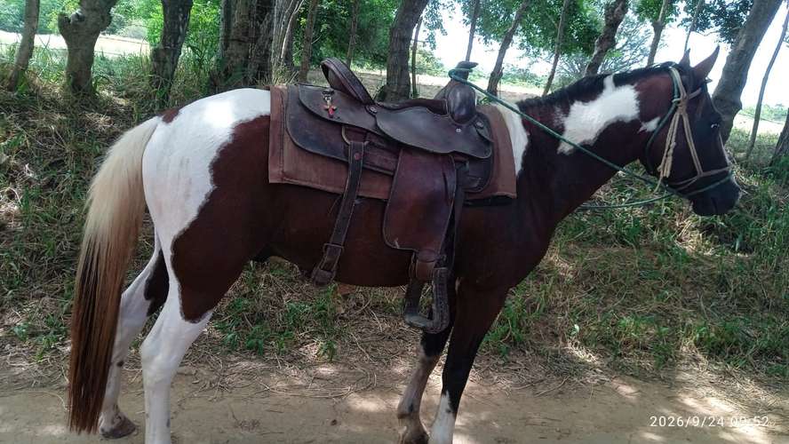 Caballo 