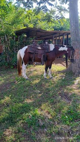 Caballo  - Imagen 3