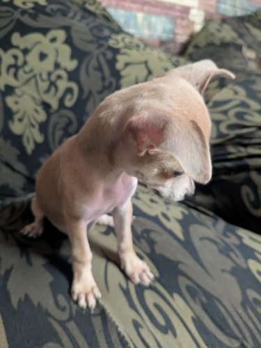 Perritos Chiwawas 