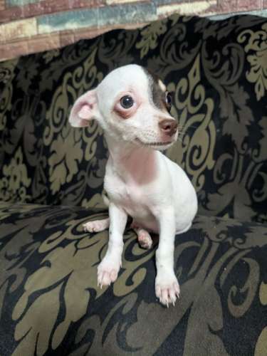 Perritos Chiwawas 