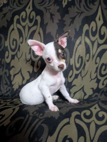 Perritos Chiwawas 