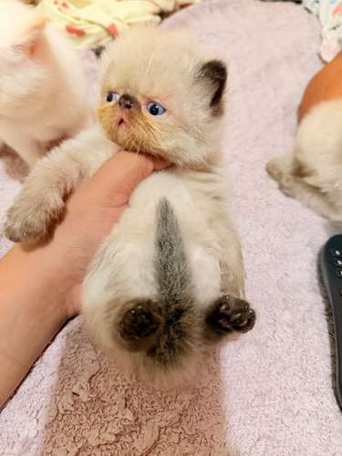 Gatos Persa - Imagen 2