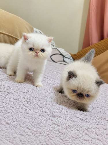 Gatos Persa - Imagen 5