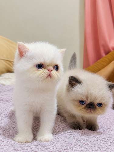 Gatos Persa - Imagen 4