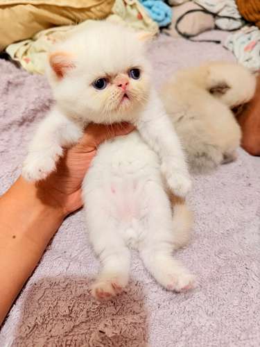 Gatos Persa - Imagen 3