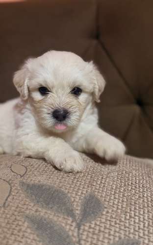 Hermosos machos maltes poodle con su tarjeta de vacuna - Imagen 8