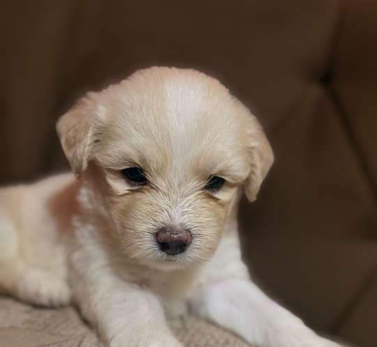 Hermosos machos maltes poodle con su tarjeta de vacuna - Imagen 18