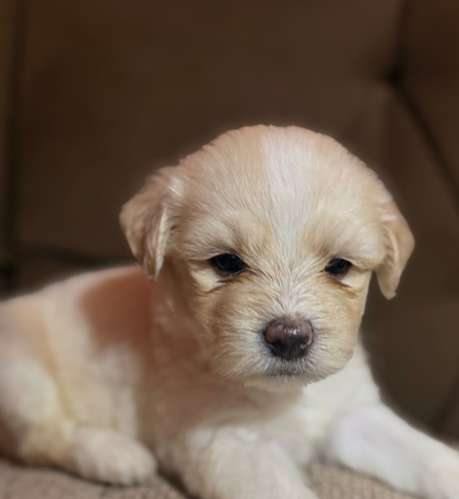 Hermosos machos maltes poodle con su tarjeta de vacuna - Imagen 3