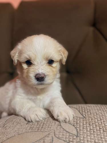 Hermosos machos maltes poodle con su tarjeta de vacuna - Imagen 17