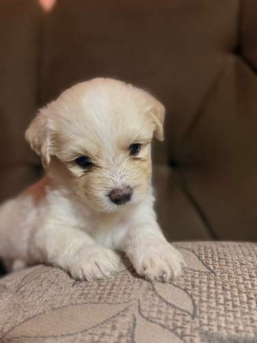 Hermosos machos maltes poodle con su tarjeta de vacuna - Imagen 14