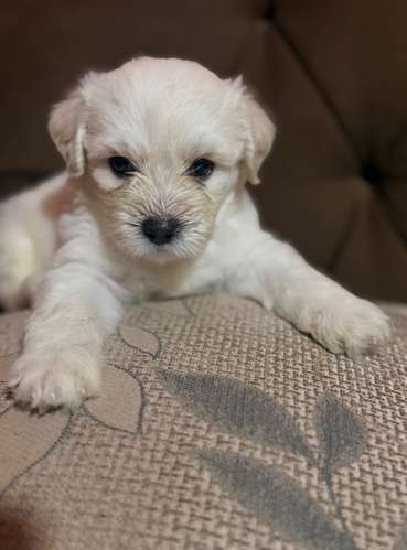Hermosos machos maltes poodle con su tarjeta de vacuna - Imagen 7