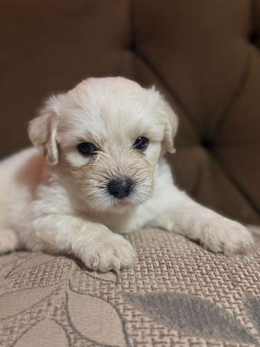 Hermosos machos maltes poodle con su tarjeta de vacuna - Imagen 2