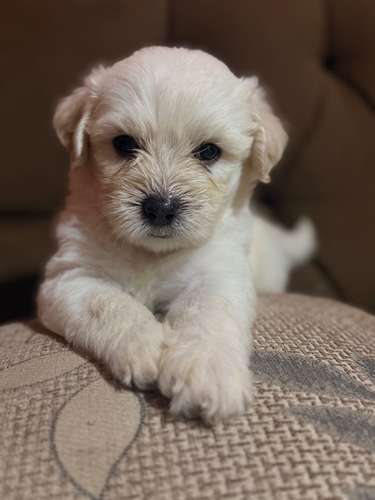 Hermosos machos maltes poodle con su tarjeta de vacuna - Imagen 10