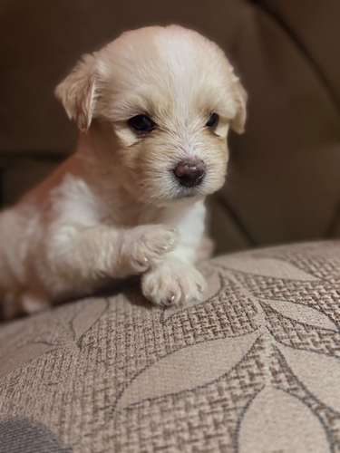 Hermosos machos maltes poodle con su tarjeta de vacuna - Imagen 5