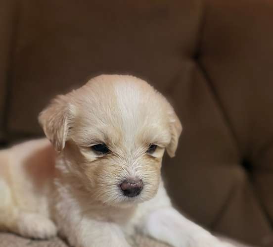 Hermosos machos maltes poodle con su tarjeta de vacuna - Imagen 16