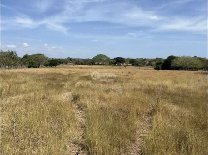 SE VENDE FINCA 3 HECTAREAS EN LAS TABLAS  CON FACIL ACCESO - Imagen 16
