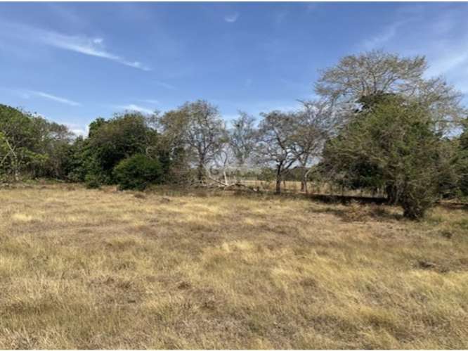 LAS TABLAS / FINCA / 3 HECTAREAS / POZO DE AGUA / FACIL ACCESO - Imagen 7