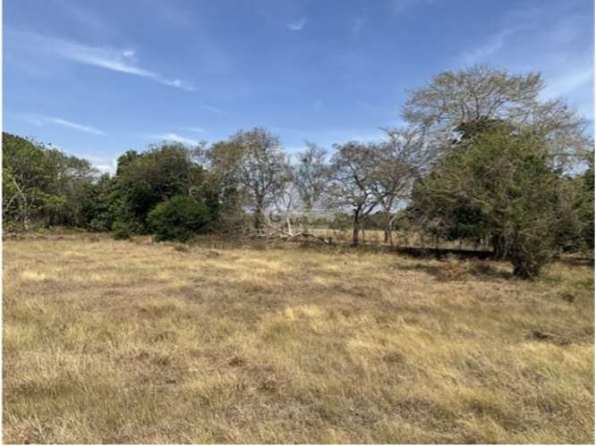 LAS TABLAS / FINCA / 3 HECTAREAS / POZO DE AGUA / FACIL ACCESO - Imagen 19