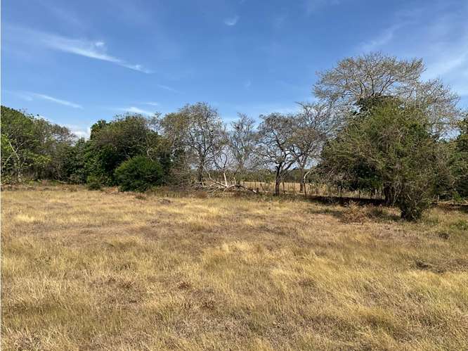 LAS TABLAS / FINCA / 3 HECTAREAS / POZO DE AGUA / FACIL ACCESO - Imagen 2