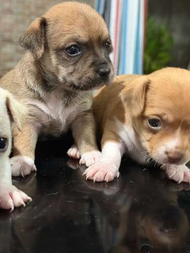 Chihuahua  - Imagen 7