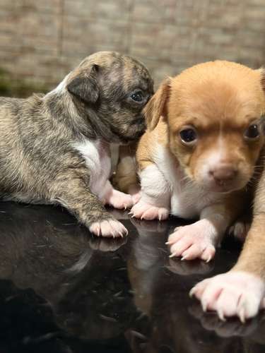 Chihuahua  - Imagen 5