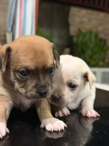 Chihuahua  - Imagen 4