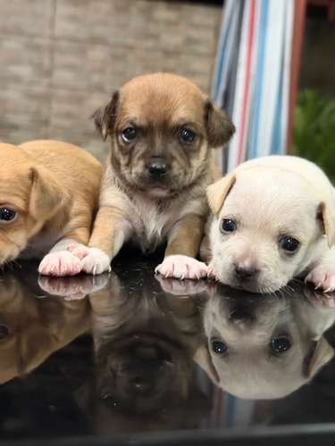 Chihuahua  - Imagen 8