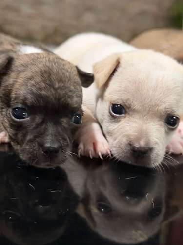Chihuahua  - Imagen 3