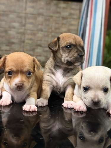 Chihuahua  - Imagen 2
