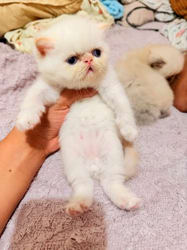 Gatos persa - Imagen 2