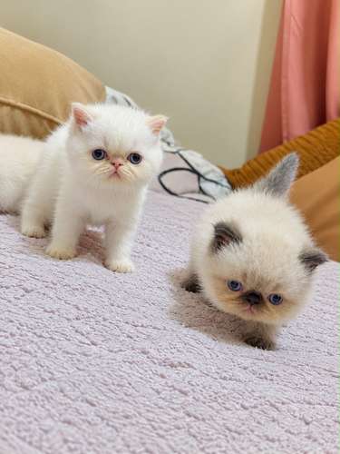 Gatos persa - Imagen 4