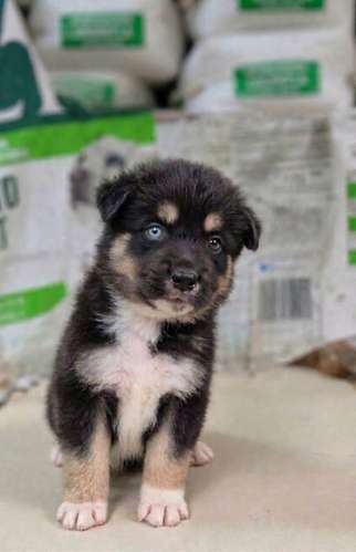 PASTORCITO/MALAMUTE  - Imagen 1