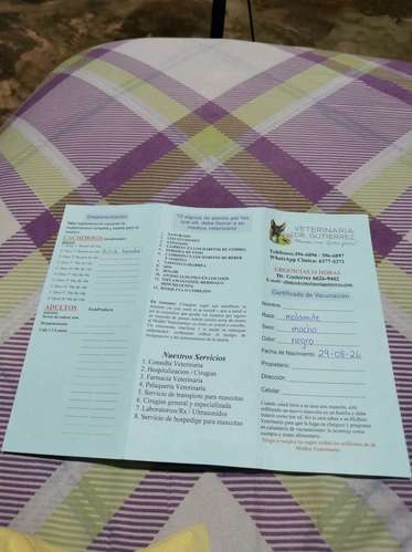 PASTORCITO/MALAMUTE  - Imagen 3
