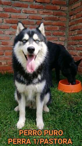 PASTORCITO/MALAMUTE  - Imagen 2