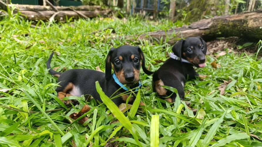 Hermosos cachorros salchicha - Imagen 3