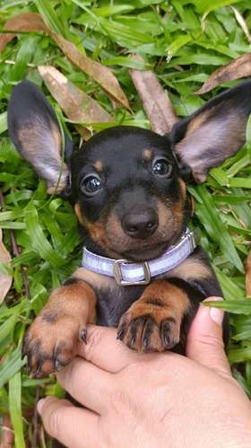 Hermosos cachorros salchicha - Imagen 1